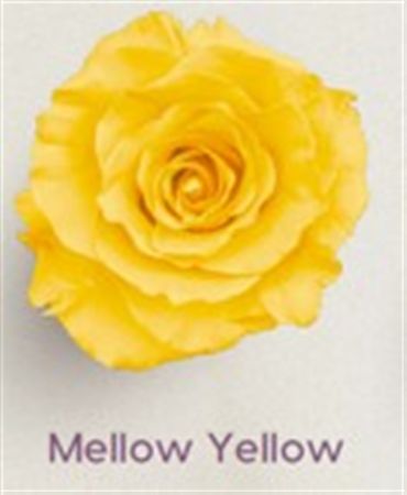 Rosa Gr Ec Tinted Mellow Yellow 50 cm