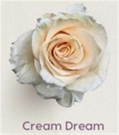 Rosa Gr Ec Tinted Cream Dream 50 cm