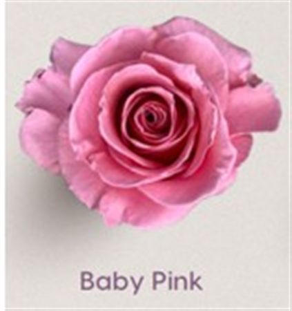 Rosa Gr Ec Tinted Baby Pink 50 cm