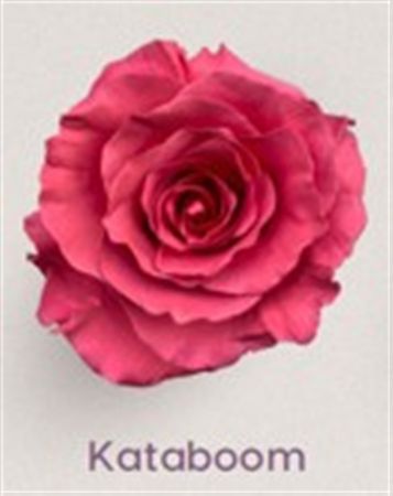 Rosa Gr Ec Tinted Kataboom 50 cm