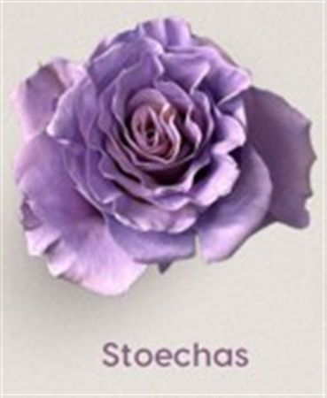Rosa Gr Ec Tinted Stoechas 50 cm