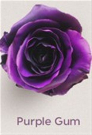 Rosa Gr Ec Tinted Purple Gum 50 cm