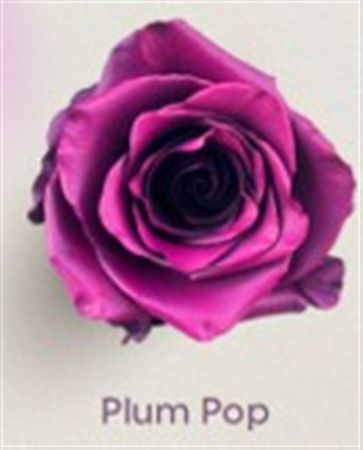 Rosa Gr Ec Tinted Plum Pop 50 cm