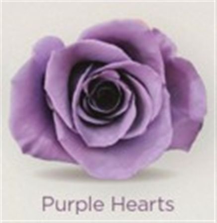 Rosa Gr Ec Tinted Purple Hearts 50 cm