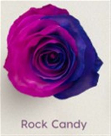 Rosa Gr Ec Tinted Rock Candy 50 cm