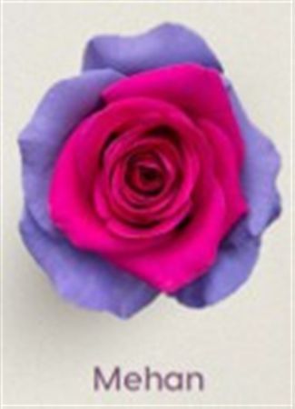 Rosa Gr Ec Tinted Mehan 50 cm