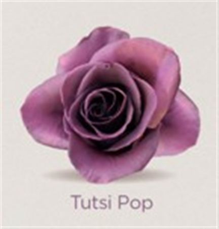 Rosa Gr Ec Tinted Tutsi Pop 50 cm