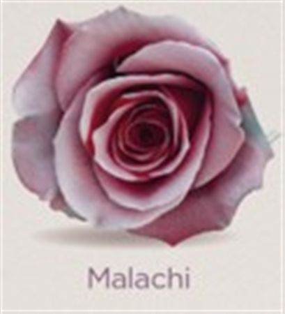 Rosa Gr Ec Tinted Malachi 50 cm