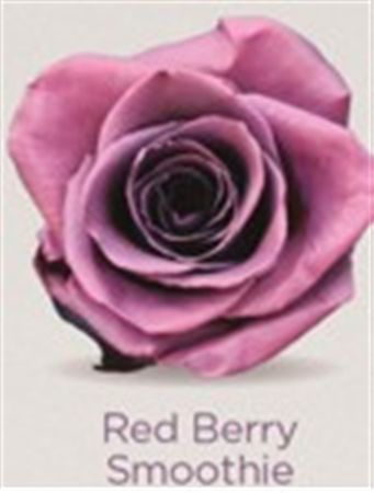 Rosa Gr Ec Tinted Red Cherry Smoothie 50 cm