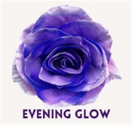 Rosa Gr Ec Tinted Evening Glow 50 cm