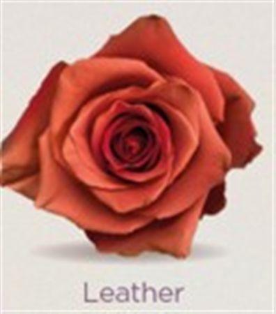 Rosa Gr Ec Tinted Leather 50 cm