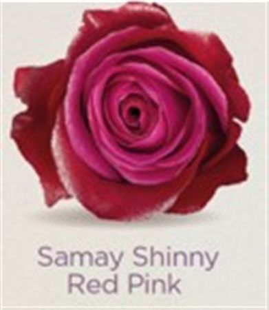 Rosa Gr Ec Tinted Samay Shinny Red Pink 50 cm