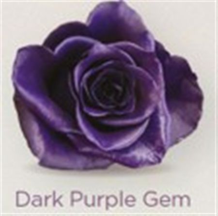 Rosa Gr Ec Tinted Dark Purple Gem 50 cm