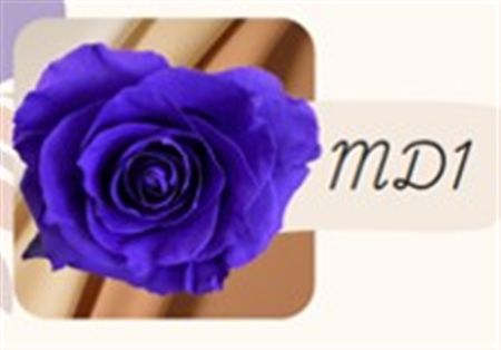 Rosa Gr Ec Tinted Md1 50 cm