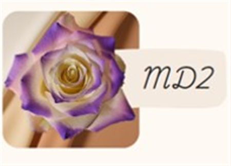 Rosa Gr Ec Tinted Md2 50 cm