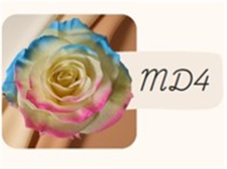 Rosa Gr Ec Tinted Md4 50 cm