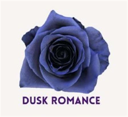 Rosa Gr Ec Tinted Dusk Romance 50 cm