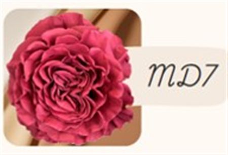 Rosa Gr Ec Tinted Md7 50 cm