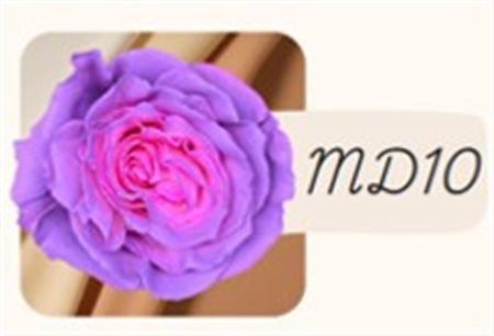 Rosa Gr Ec Tinted Md10 50 cm