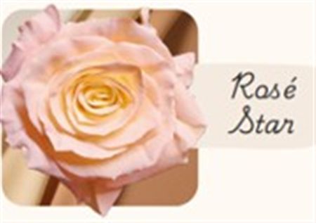 Rosa Gr Ec Tinted Rose Star 50 cm
