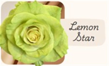 Rosa Gr Ec Tinted Lemon Star 50 cm