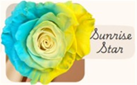 Rosa Gr Ec Tinted Sunrise Star 50 cm