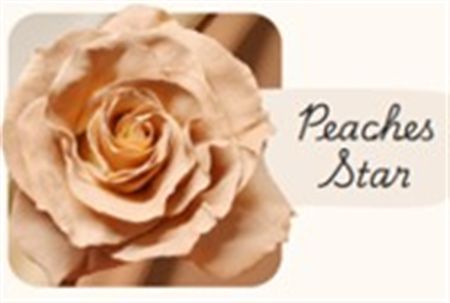 Rosa Gr Ec Tinted Peaches Star 50 cm