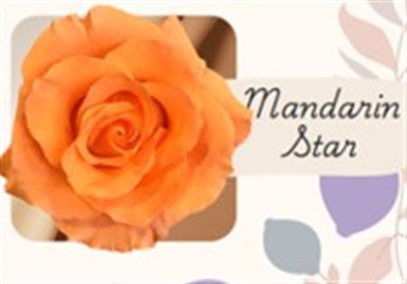 Rosa Gr Ec Tinted Madarin Star 50 cm