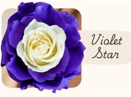 Rosa Gr Ec Tinted Violet Star 50 cm