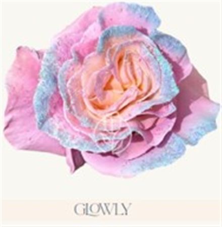 Rosa Gr Ec Tinted Glowly 50 cm
