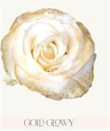 Rosa Gr Ec Tinted Gold Glowy 50 cm