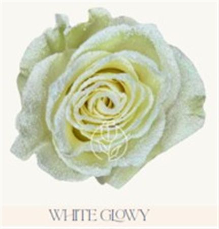 Rosa Gr Ec Tinted White Glowy 50 cm