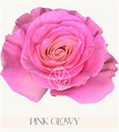 Rosa Gr Ec Tinted Pink Glowy 50 cm