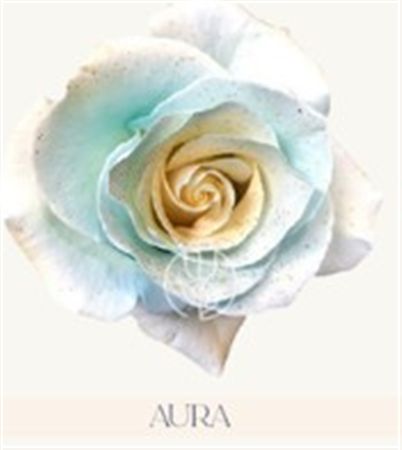 Rosa Gr Ec Tinted Aura 50 cm