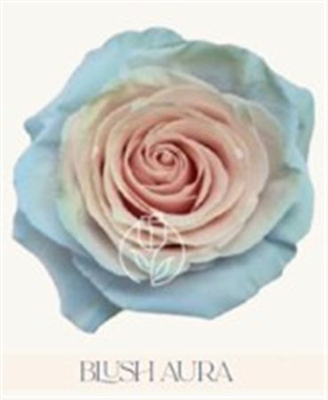 Rosa Gr Ec Tinted Blush Aura 50 cm