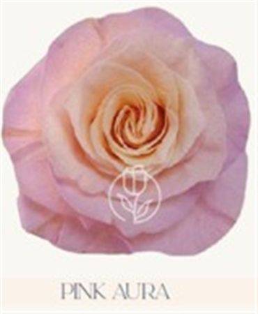 Rosa Gr Ec Tinted Pink Aura 50 cm