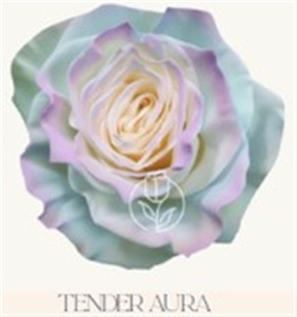 Rosa Gr Ec Tinted Tender Aura 50 cm