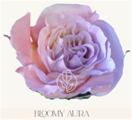 Rosa Gr Ec Tinted Bloomy Aura 50 cm