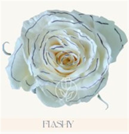 Rosa Gr Ec Tinted Flashy 50 cm