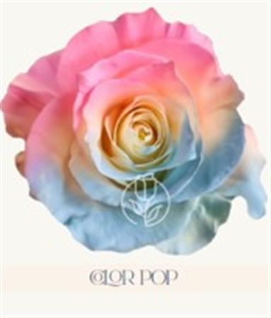 Rosa Gr Ec Tinted Color Pop 50 cm