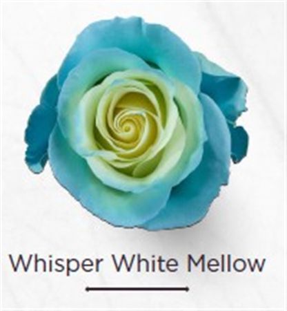 Rosa Gr Ec Tinted Whisper White Melow 50 cm