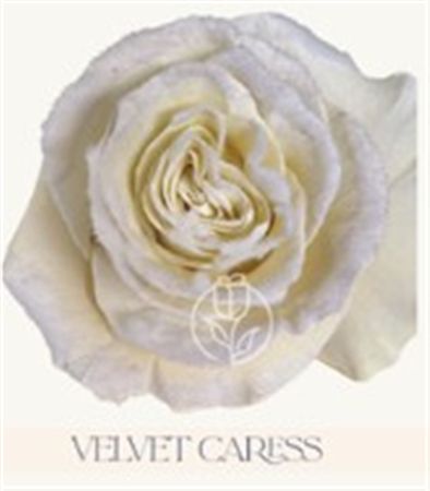 Rosa Gr Ec Tinted Velvet Caress 50 cm