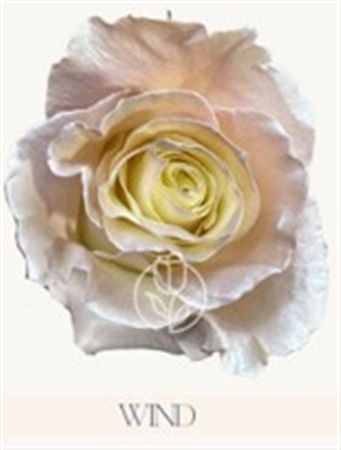 Rosa Gr Ec Tinted Wind 50 cm