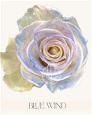 Rosa Gr Ec Tinted Blue Wind 50 cm