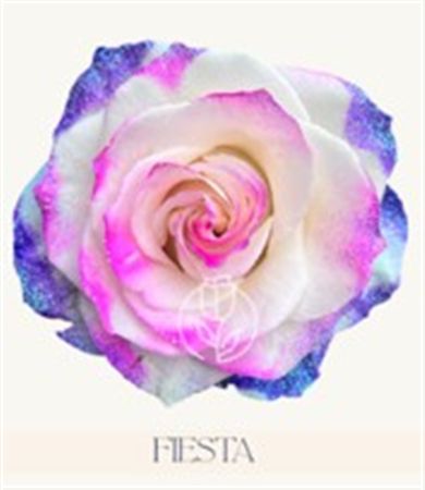 Rosa Gr Ec Tinted Fiesta 50 cm