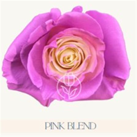 Rosa Gr Ec Tinted Pink Blend 50 cm