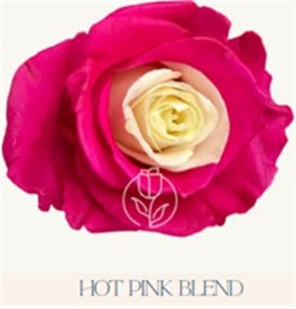 Rosa Gr Ec Tinted Hot Pink Blend 50 cm
