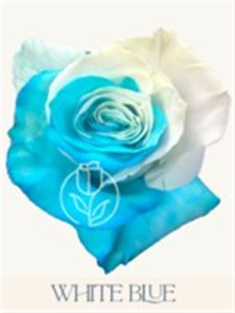 Rosa Gr Ec Tinted White Blue 50 cm