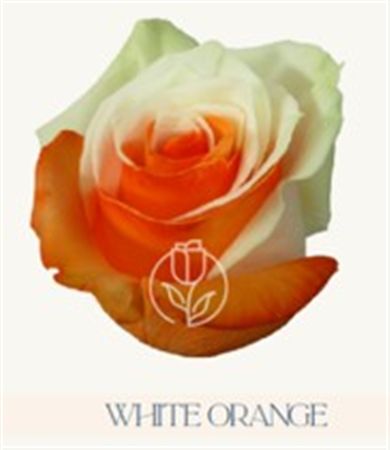 Rosa Gr Ec Tinted White Orange 50 cm