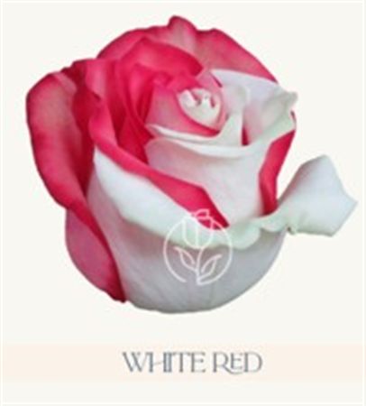 Rosa Gr Ec Tinted White Red 50 cm